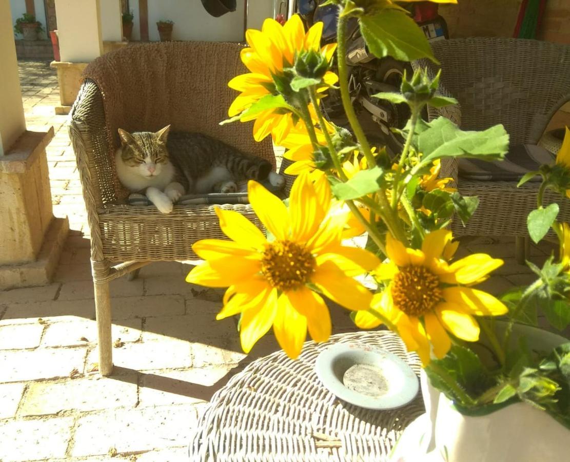 Barbagianni Villa Senigallia Dış mekan fotoğraf